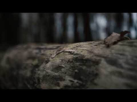 A day in the woods / A journey through the forest