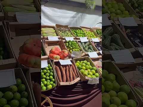 DIRCE REIS 2026 US AGROBOY