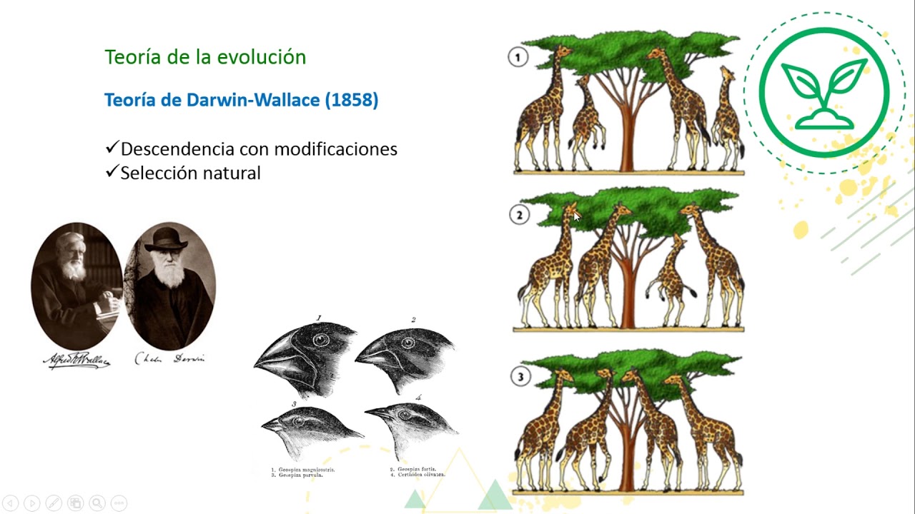 Cápsula Teorías sobre el origen y evolución de las especies - BIOLOGÍA
