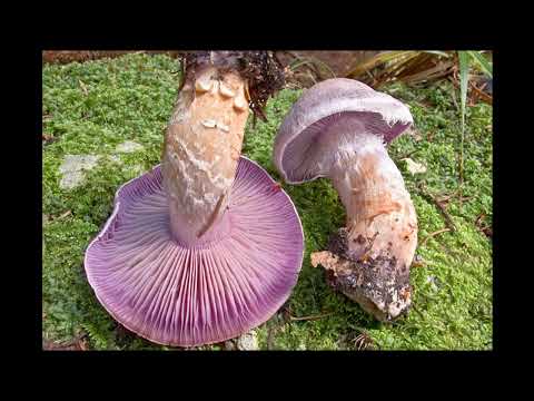 Cortinarius camphoratus