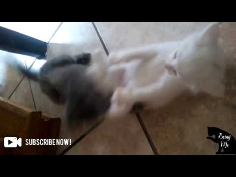 Play turns into being a little too rough