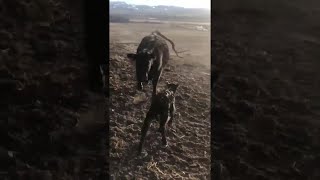 animales atacado por una vaca
