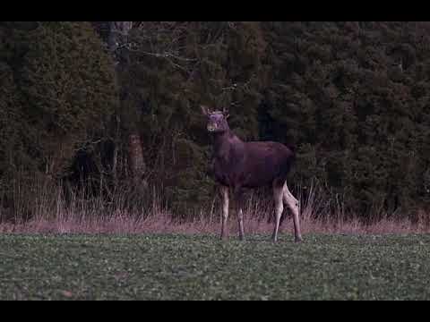 Moose (Alces alces). Uppland 16 January 2023.