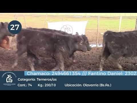 Lote M Y H - Olavarría Bs As