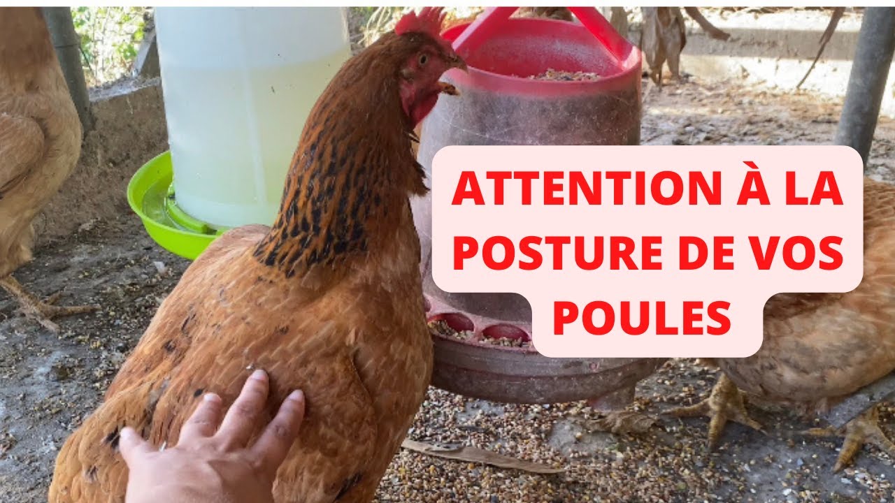 MA POULE FAIT LE PINGUOIN !!!!!