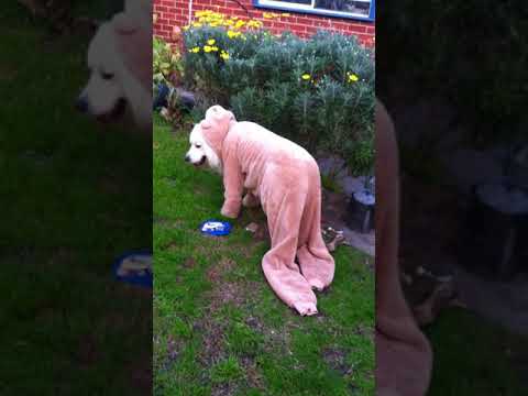 Samoyed X Golden Retriever Wearing a Teddy Onesie