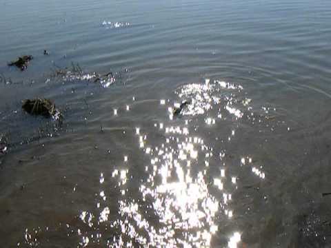 populare lac fegernic 22.03.2012 part 2