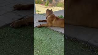 Video preview image #1 Mastiff Puppy For Sale in Goodyear, AZ, USA