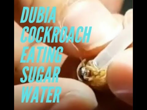 Dubia cockroach eating sugar water 杜比亞蟑螂進食糖水