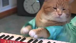 Katzen Musik
