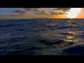 Spongebob Movie Trailer 2