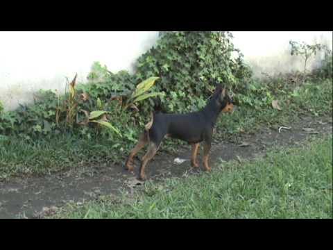 Pinscher Miniatura (Doberman Miniatura)