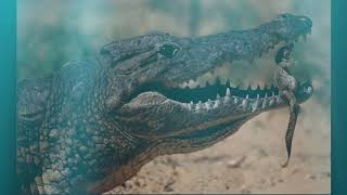 Underworld - Crocodile (Quentin Harris Re-Production)