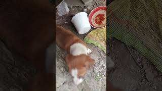 Download lagu ami tumadar adorat tomi amaka maa aka. rakha cholagalo 😰😅 mp3 Download lagu ami tumadar adorat tomi amaka maa aka. rakha cholagalo 😰😅 mp3