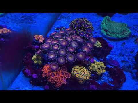 YouTube video about: How fast do zoanthids grow?