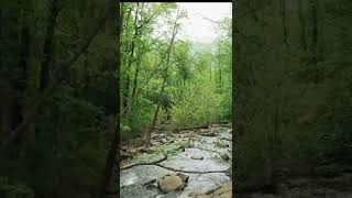 Download lagu Terapi Jiwa | Suara Gemericik air dan kicauan burung hutan | Indah sekali mp3