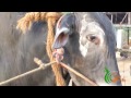 S NATTAMANGALAM JALLIKATTU VIDEO SONG