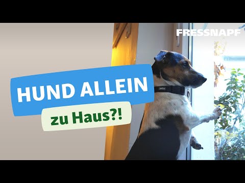 Hund alleine lassen - so geht's!
