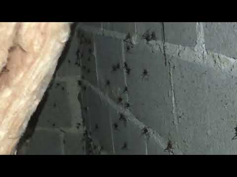 Cave Crickets Infest the Basement in Cream Ridge, NJ