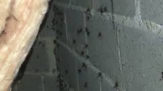 Watch video: Cave Crickets Infest the Basement in Cream Ridge, NJ
