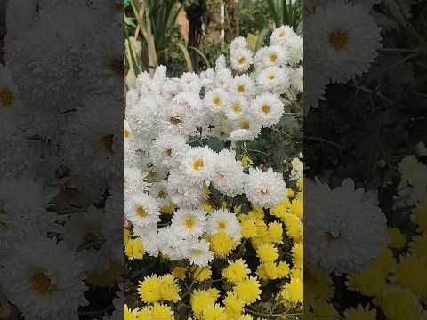 Wow 😳 Colourfull flowers 🌺🌹#beautifull #garden #satisfying #flowers #viralreels #shorts