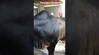 Download lagu HEWAN KURBAN TERBAIK 2022#shorts #bts mp3