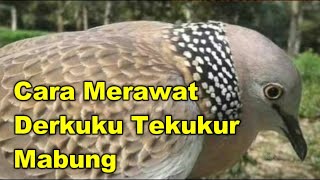Download lagu Cara Merawat Derkuku Tekukur Mabung mp3