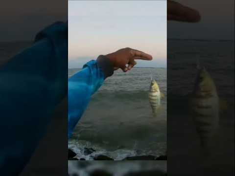 #roncador, só agradecer