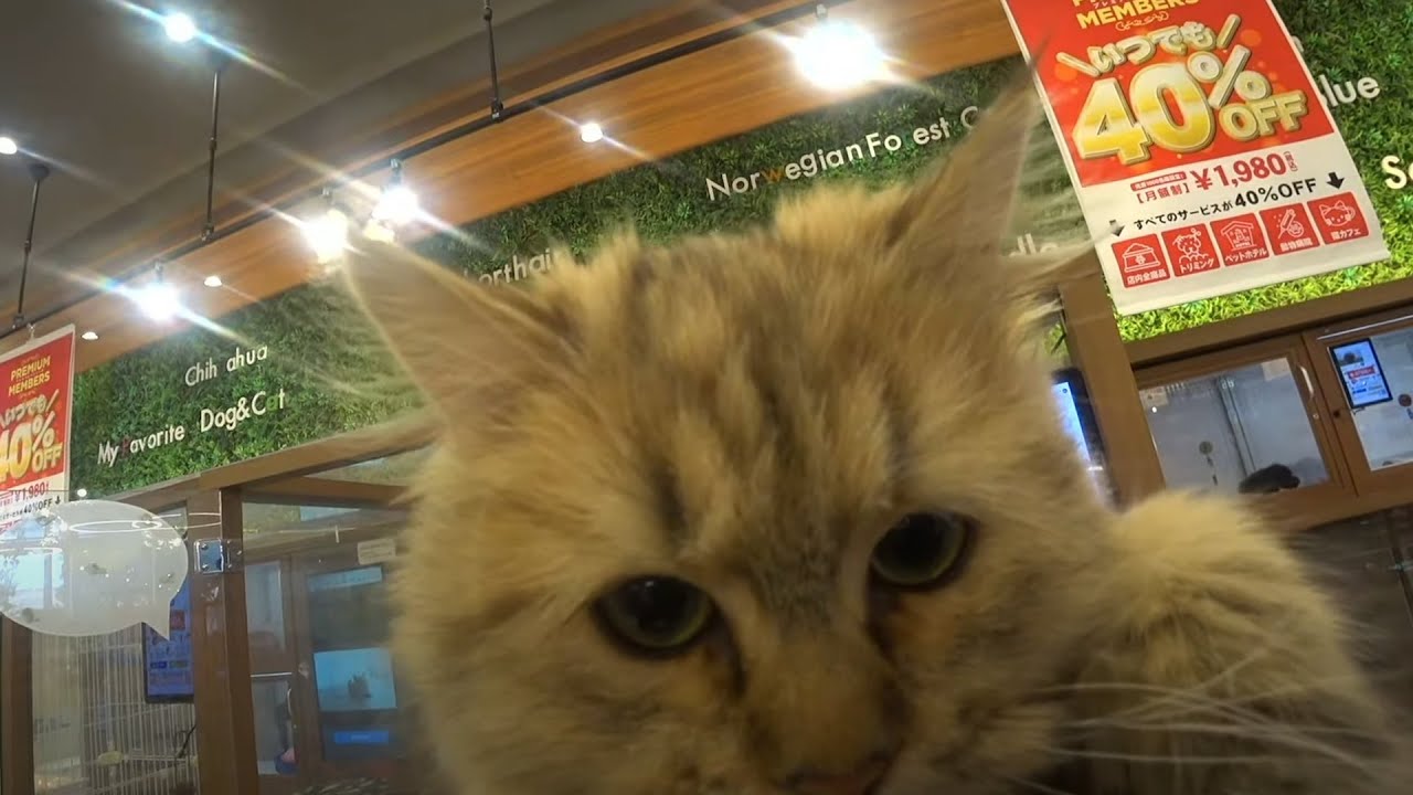 IRL no Japão , dia de buscar o gato