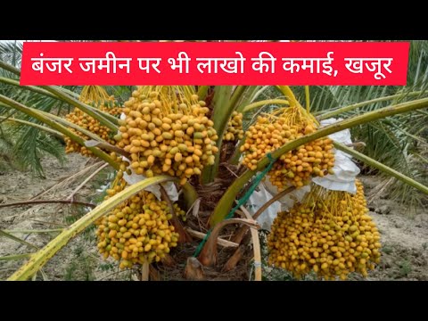 खजूर की पूरी जानकारी |खजूर की खेती से होगी पैसों की बारिश🤑💯एक बार लगाओ 80 साल @SureshAgronomist
