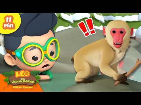 RANGER SPOTTED A WHITE MONKEY IN THE MOUNTAINS! | Leo the Wildlife Ranger | Learning Animal Cartoons - Kingdom Kids Zone, Shows - Leo the Wildlife Ranger - Official Channel