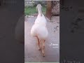 Sheep Shaking His Butt