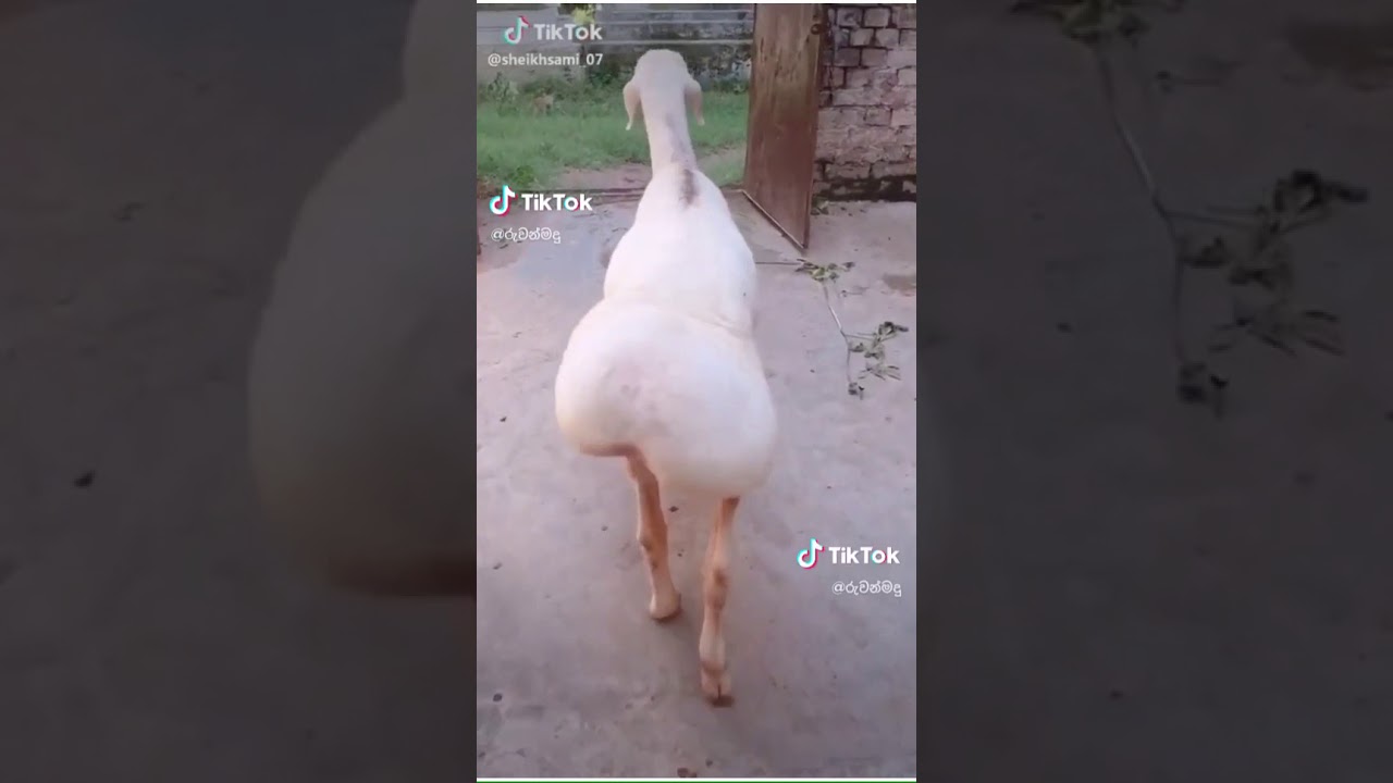 Sheep shaking his butt