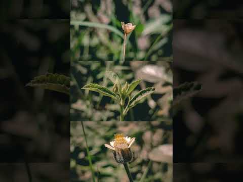 #tinyflowers #natureflowers #viralshort
