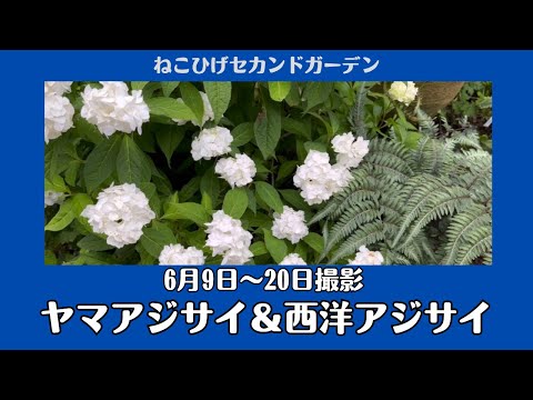 あじさい、山あじさい 植物