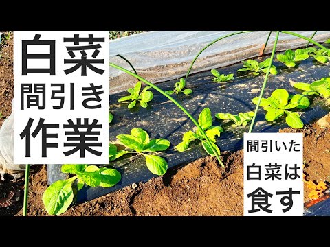 園芸 苗を間引きます