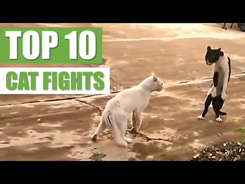 TOP 10 CAT FIGHTS