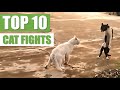 TOP 10 CAT FIGHTS