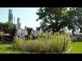 The Intricate Ecology of Vacant Lots — Urban Nature