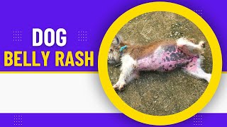 Dog Belly Rash: Common Causes, Symptoms, and Treatments