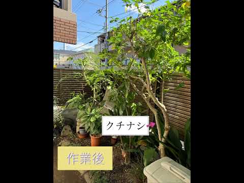 園芸 木々や低木