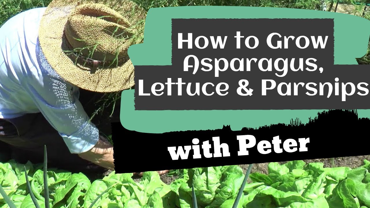 Growing Asparagus, Lettuce and Parsnips