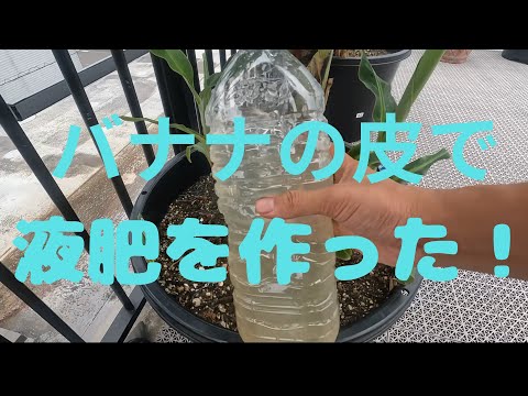 天然肥料としてバナナの皮を好む植物はどれですか?  庭園