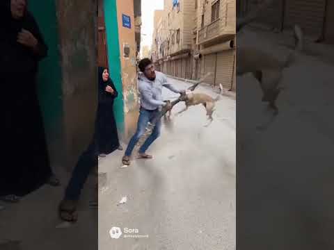 شجاعة لا تُصدق… شاب يتصدى لكلب ضال وينقذ سيدة في اللحظات الأخيرة🔥