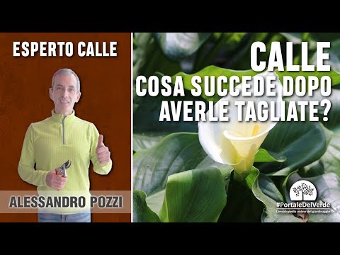 Per gattini da vermi per prevenzione Come proteggersi da parassiti la relazione