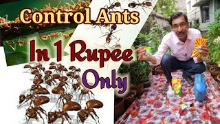 How to control Ants in your garden in just Rupee 1 only