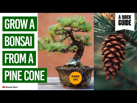 “Can You Grow a Bonsai Tree from a Pine Cone? The Truth Will Surprise You”