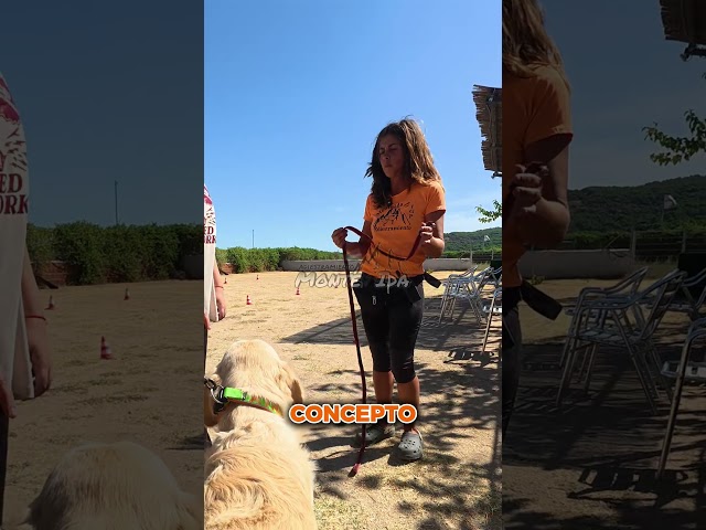 Vídeo relacionado con Correa de Metal para Perros Medianos y Grandes - Cadena Resistente de 3.93 pies/1.2 m - Entrenamiento para Perros Pequeños y Medianos