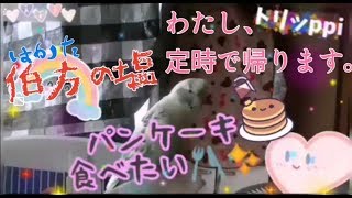 『 パンケーキ食べたい ! 』( 夢屋まさる さん) セキセイインコ ☆ トリッppi 今お気に入り(^◇^)♪(^◇^)❤ mqdefault - 『 パンケーキ食べたい ! 』( 夢屋まさる さん) セキセイインコ ☆ トリッppi 今お気に入り(^◇^)♪(^◇^)❤