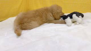 ゴールデンレトリバーの動画01